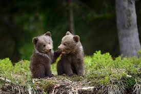  2 baby bears with the one on the left touching the one on the right