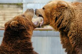  2 bears facing eachother with their mouths open 