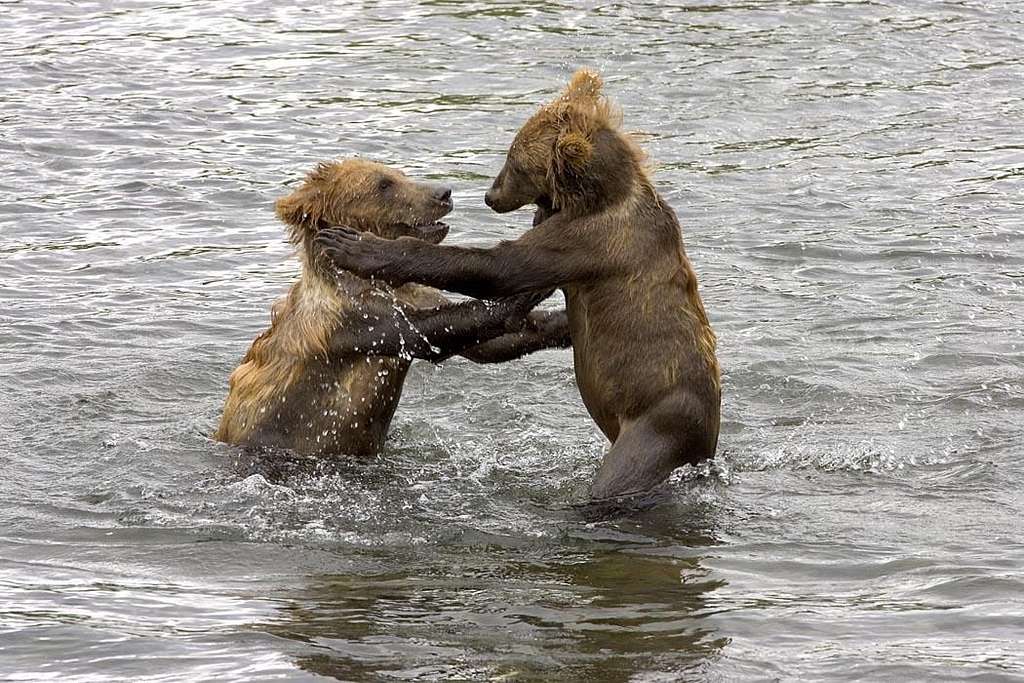  2 bear cubs fighting in wate style=