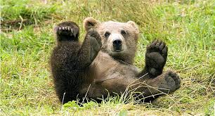  A bear laying on it's back on grass 
